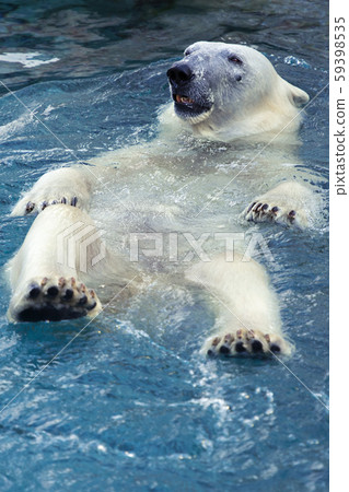 Large polar bear Large polar bear 59398535