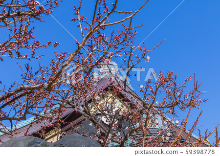 Yushima Tenmangu no Ume, Tokyo Yushima Tenmangu no Ume, Tokyo 59398778