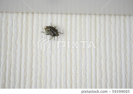 Stink bug that invaded the room (Scott stink bug) 59399085