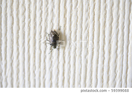 Stink bug that invaded the room (Scott stink bug) 59399088