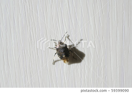 Stink bug that invaded the room (Scott stink bug) Stink bug that invaded the room (Scott stink bug) 59399090