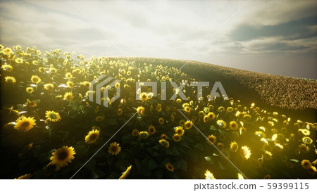 Sunflower field and cloudy sky Sunflower field and cloudy sky 59399115