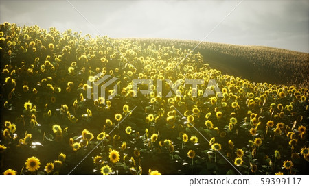 Beautiful sunflowers and clouds in a Texas sunset Beautiful sunflowers and clouds in a Texas sunset 59399117