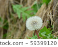 蒲公英絨毛 59399120