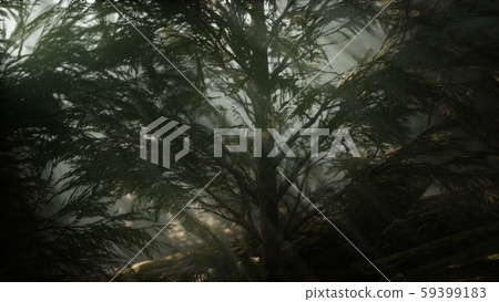 Morning with Fog in Sequoia National Park 59399183