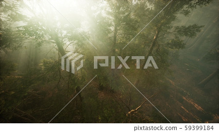 Drone breaking through the fog to show redwood and 59399184