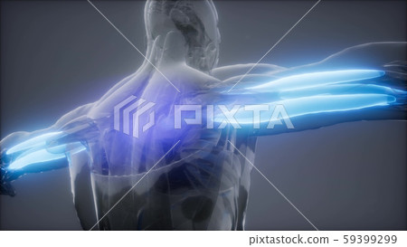 triceps - Visible muscle anatomy map triceps - Visible muscle anatomy map 59399299