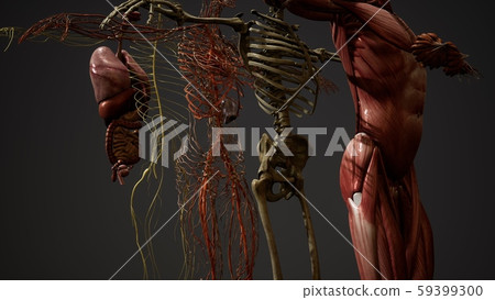 Animated 3D human anatomy illustration Animated 3D human anatomy illustration 59399300