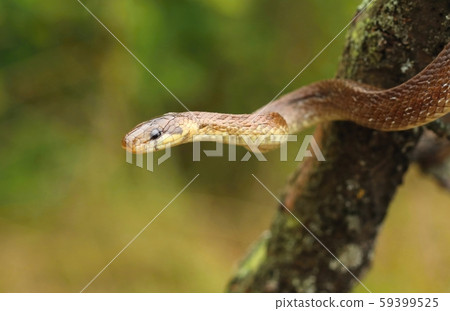 The Aesculapian snake Zamenis longissimus The Aesculapian snake Zamenis longissimus 59399525