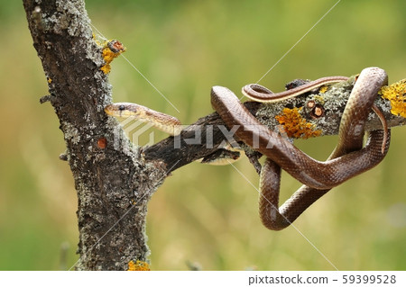 The Aesculapian snake Zamenis longissimus 59399528