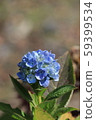 季節性繡球花 59399534