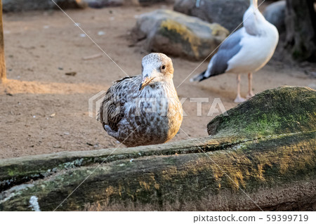 Brown bird on log by pond closeup Brown bird on log by pond closeup 59399719