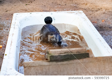 Black otter bathes in the bath closeup 59399725