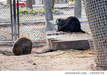 Two otters in an aviary in sand Two otters in an aviary in sand 59399726