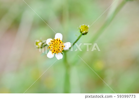 Aino kosen dangosa flower Aino kosen dangosa flower 59399773