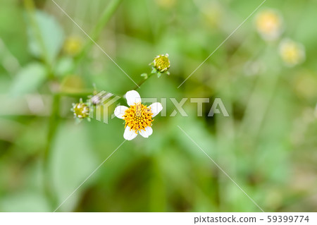 Kosendangusa的花朵 Kosendangusa的花朵 59399774
