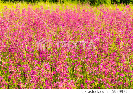 Field of colorful pink flowers in the field Field of colorful pink flowers in the field 59399791