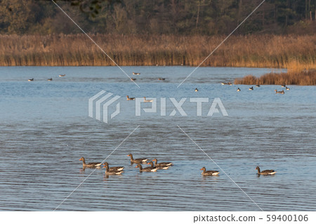 Greylag Geese swimming in a bay Greylag Geese swimming in a bay 59400106
