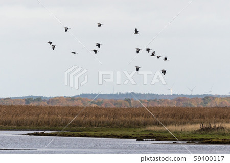 Group with Grey Herons flying over a wetland Group with Grey Herons flying over a wetland 59400117