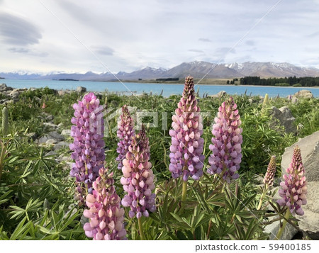 New Zealand Lupine flower on Lake Tekapo New Zealand Lupine flower on Lake Tekapo 59400185
