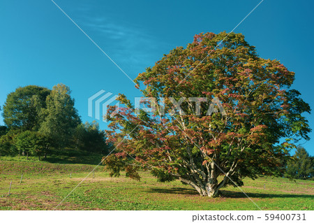 Seven-color large maple: Beginning of coloring: Autumn Ikeda-cho, Kitazumi-gun Seven-color large maple: Beginning of coloring: Autumn Ikeda-cho, Kitazumi-gun 59400731