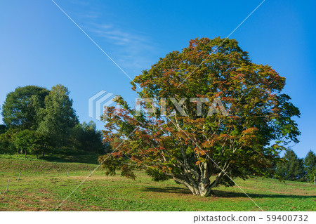Seven-color large maple: Beginning of coloring: Autumn Ikeda-cho, Kitazumi-gun Seven-color large maple: Beginning of coloring: Autumn Ikeda-cho, Kitazumi-gun 59400732