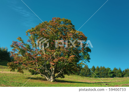 Seven-color large maple: Beginning of coloring: Autumn Ikeda-cho, Kitazumi-gun 59400733
