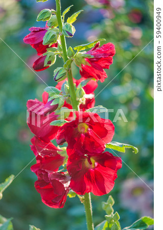 Red flowers of mallow in backlight 59400949