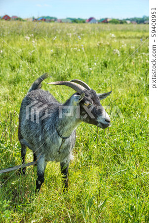 Black and white goat grazing in a meadow 59400951