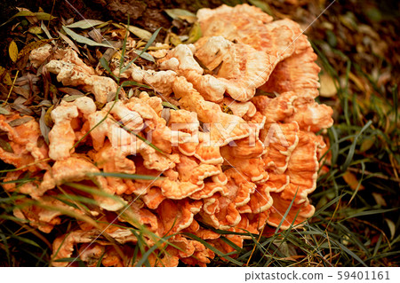 Orange giant tinder growing on the bark of a tree.Botany Orange giant tinder growing on the bark of a tree.Botany 59401161