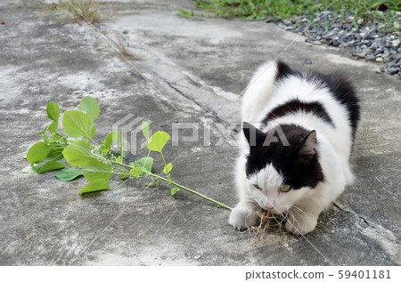 Domestic Cat Eating Indian Acalypha or Cat Grass Domestic Cat Eating Indian Acalypha or Cat Grass 59401181