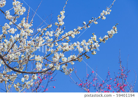 Plum blossom  59401194