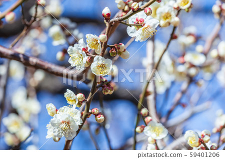 梅花 59401206