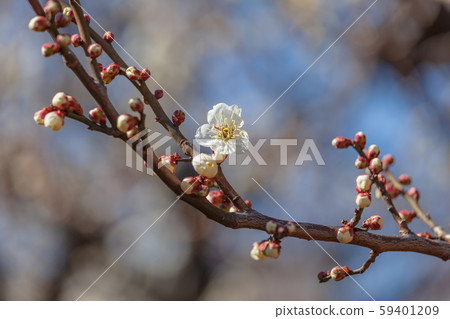 梅花 59401209