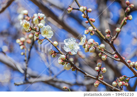 梅花 59401210