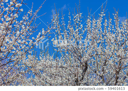 Plum blossom Plum blossom 59401613