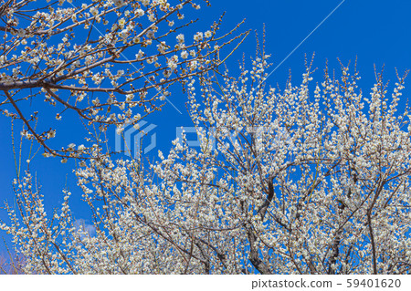 Plum blossom  59401620