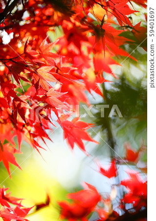 秋天的樹葉 59401697