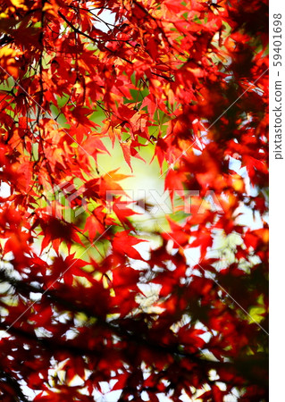 秋天的樹葉 59401698