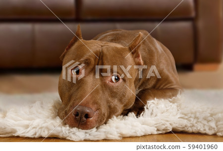 American Pit Bull Terrier dog lying on a fur rug American Pit Bull Terrier dog lying on a fur rug 59401960