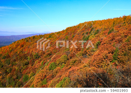 Yokoya Gorge Otaki Autumn leaves Yokoya Gorge Otaki Autumn leaves 59401993