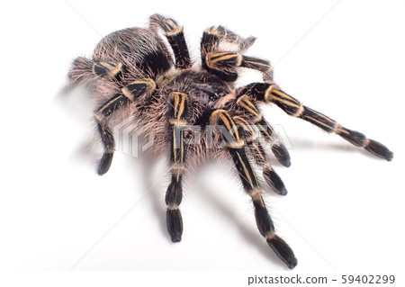 Tarantula Chaco Giant Golden Knee Grammostola Stock Photo