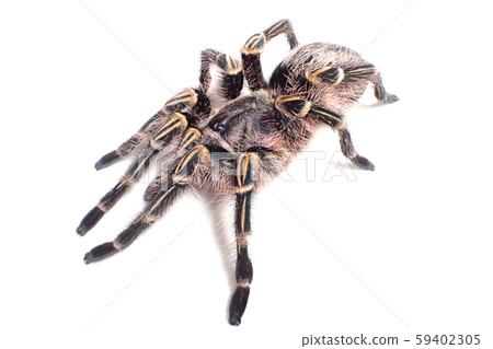 Tarantula Chaco Giant Golden Knee Grammostola Stock Photo