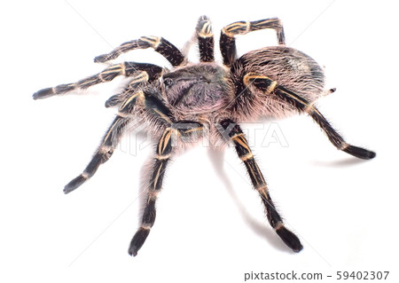 Tarantula Chaco Giant Golden Knee Grammostola Stock Photo