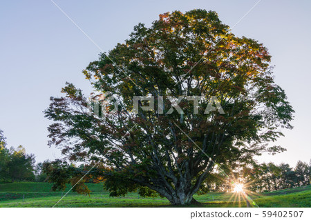 Seven-color large maple: Evening Sun Ikeda-cho, Kitazumi-gun 59402507