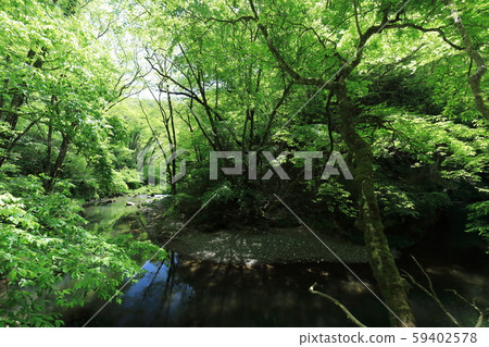 廣島縣莊原市Taishakukyo初夏新鮮的綠色 59402578