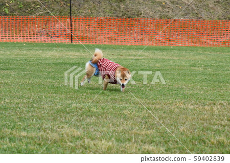 Run dashing and running 59402839