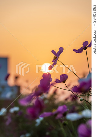 秋天的櫻花樹在夕陽下閃耀 秋天的櫻花樹在夕陽下閃耀 59402862
