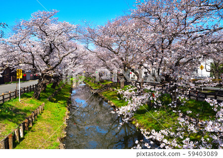 Cherry blossom view Cherry blossom view 59403089
