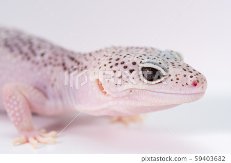 Leopard Gecko, Leopard Gecko Eye, Reptile Pet 59403682